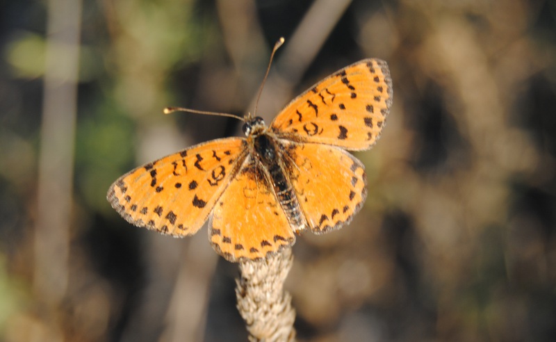 Conferma ID. Melitaea didyma